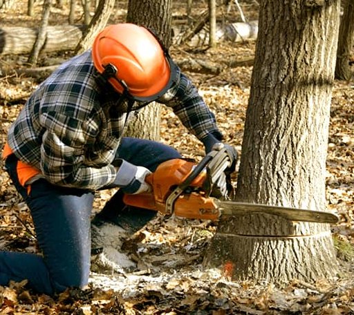 Tree Removal in Gray Court, SC